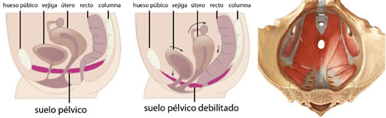 suelo pélvico