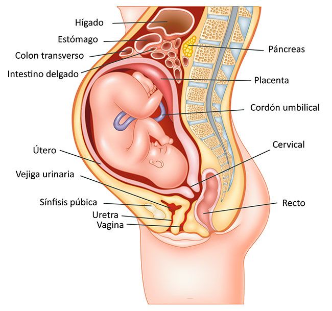 cuerpo mujer embarazo